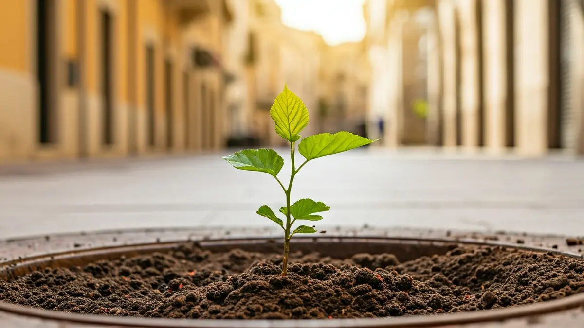 Image of a young mulberry tree being planted in a tree pit on an Almería street.