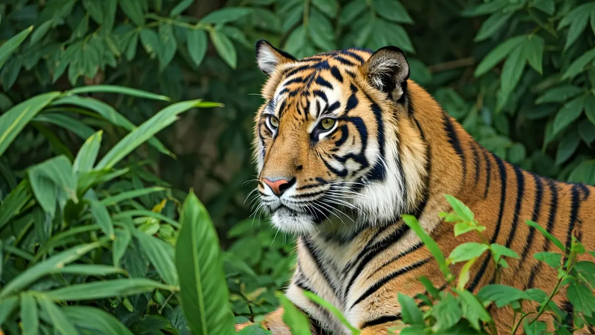 Un tigre de Sumatra camuflado en la densa vegetación de la selva.