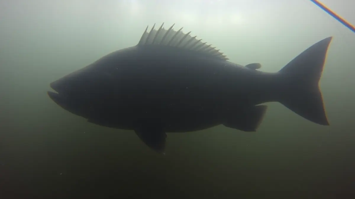 Image of a large catfish in the water, caught by a fisherman.