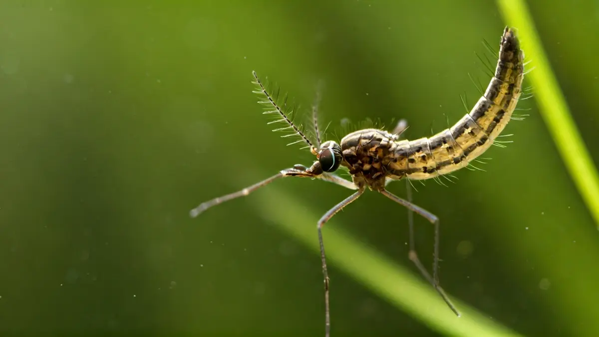 Generic image of a mosquito larva in stagnant water.