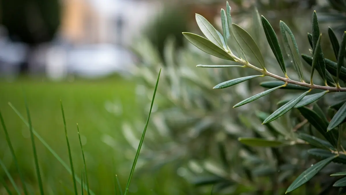 Imagen genérica de hojas de olivo y hierba, con un fondo borroso que sugiere un día lluvioso de primavera.