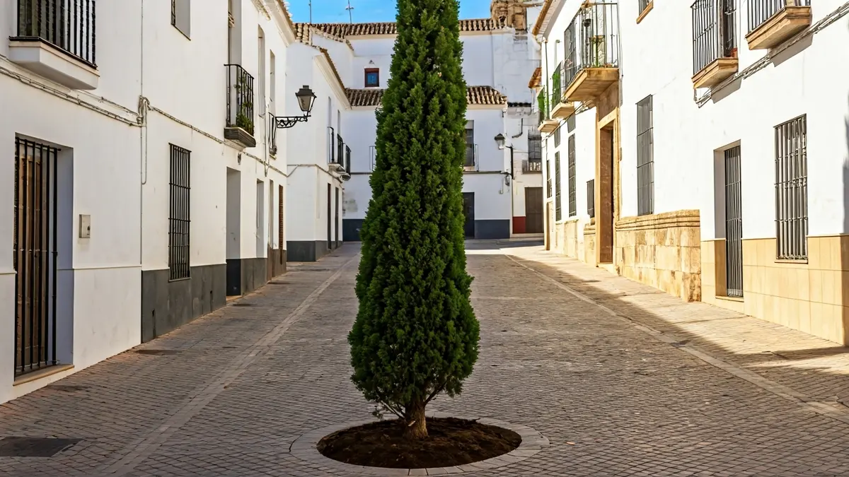 Imagen de un ciprés recién plantado en una calle histórica de Córdoba.