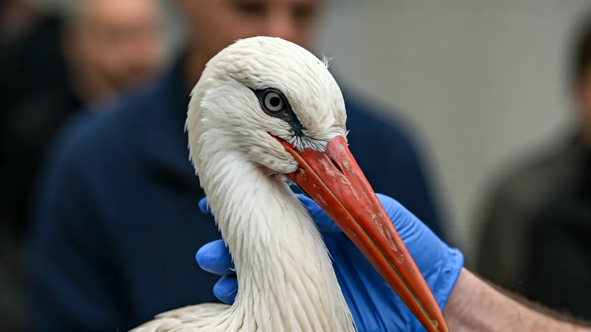 Cigüeña blanca herida recibiendo atención veterinaria en un centro de recuperación.