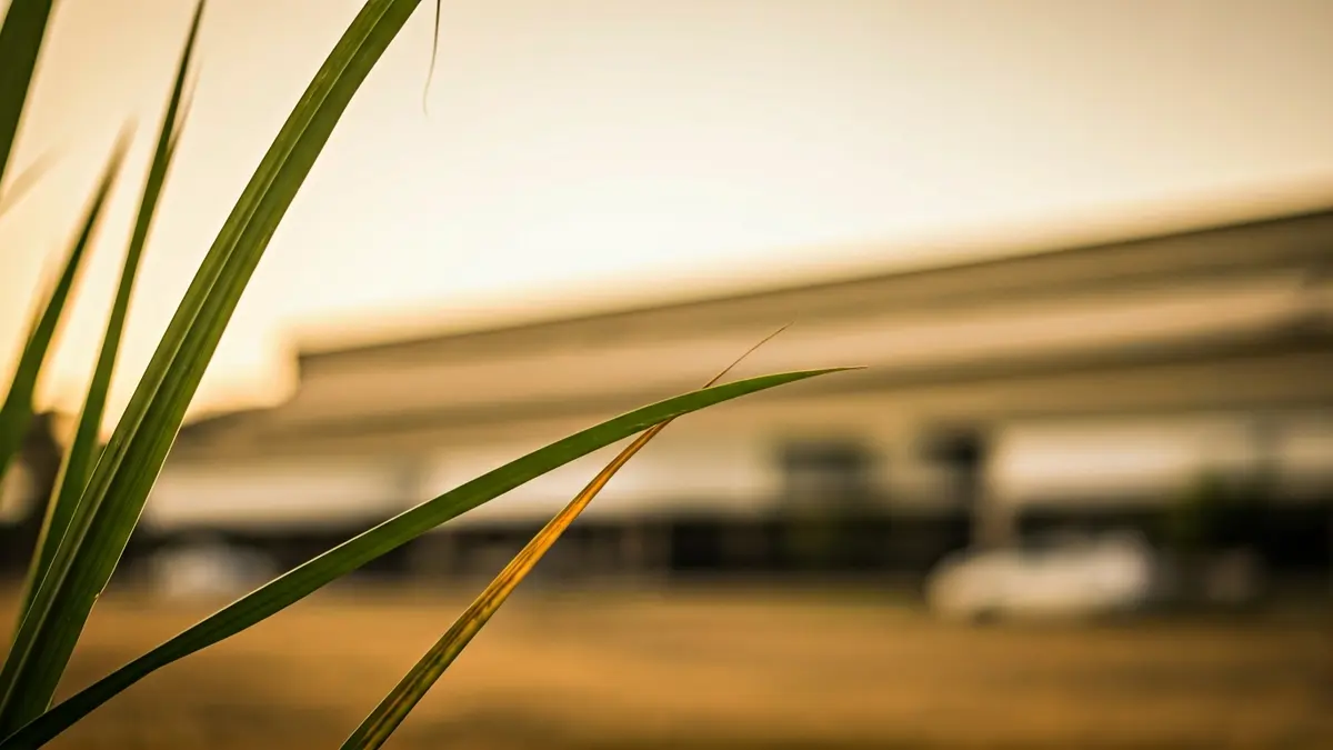 Caña de azúcar con una fábrica industrial borrosa al fondo, bajo un cielo soleado.