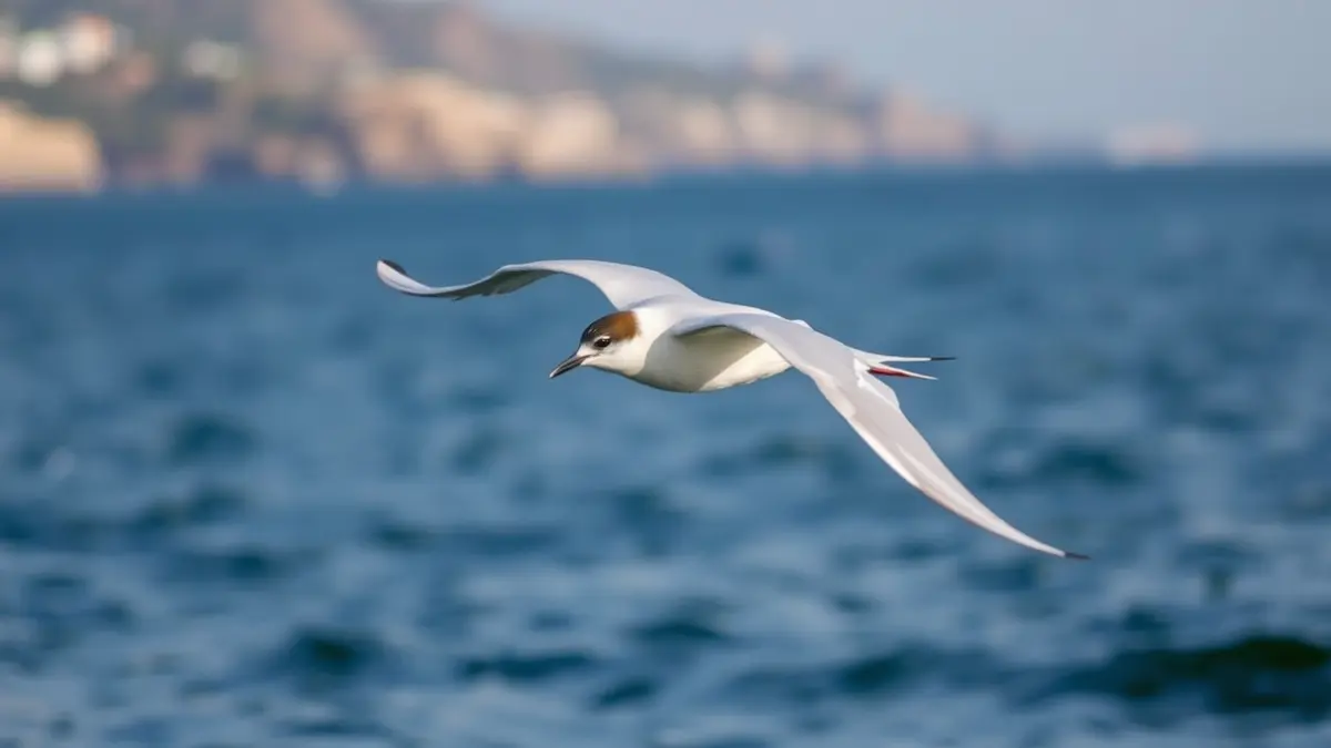 Generic image of a tern in flight over the sea.