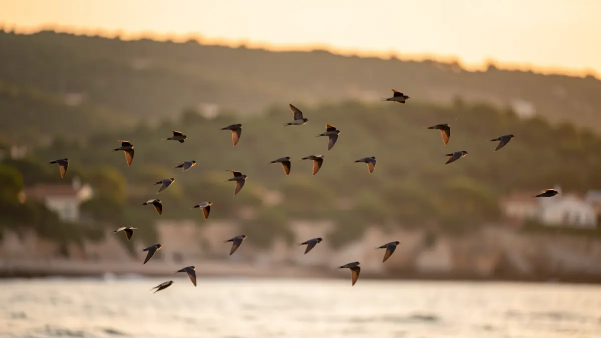 Generic image of migratory birds flying over the Almería coast at sunset.