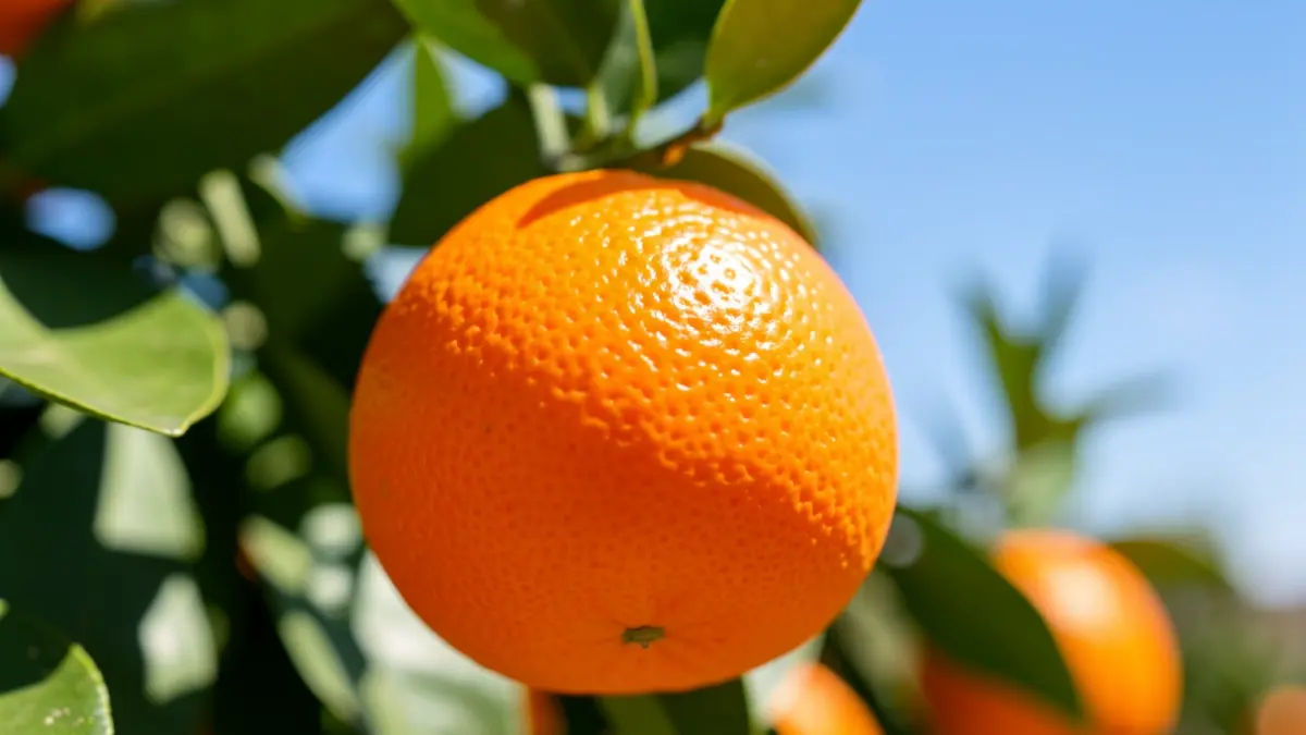 Close-up of a ripe, seedless Tango mandarin with vibrant orange peel, against a blurred background of green citrus leaves and a sunny Andalusian sky.