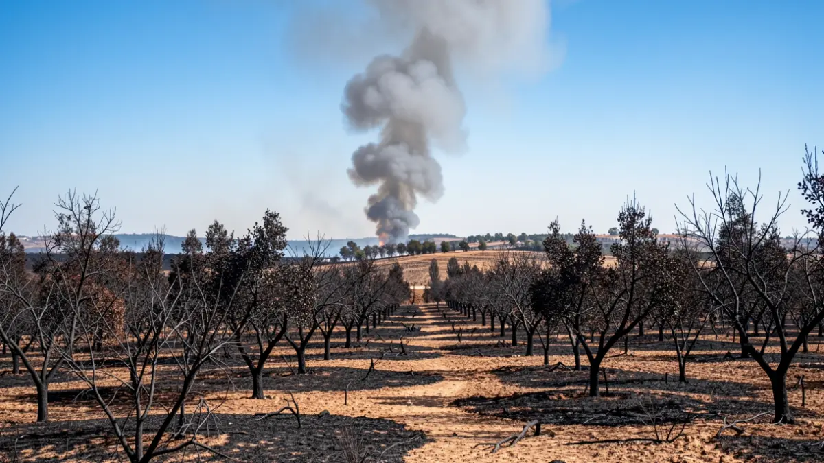 Generic image of a landscape devastated by a wildfire in Andalusia.