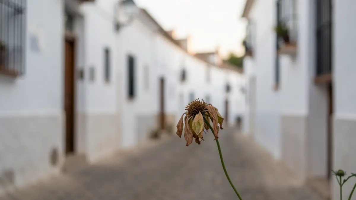 Imagen genérica de un pueblo blanco andaluz con una flor marchita.