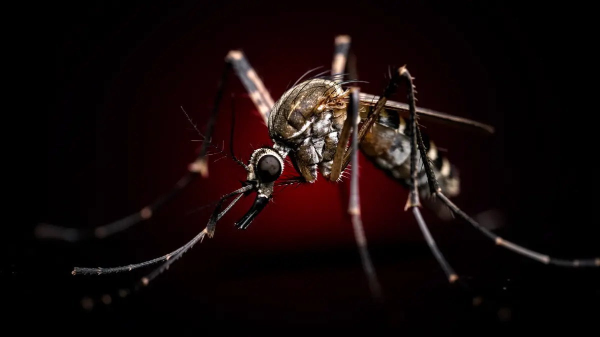 Close-up of a mosquito with a subtle red glow, symbolizing the danger of the West Nile virus.